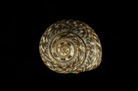 藏品(臺灣䗉螺)的圖片